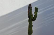 SUITES 9 MALAGA, three unique suites with private plunge pool - Photo 74