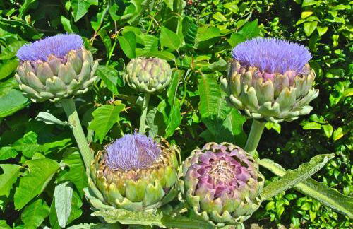 Lobo do Mar - Photo 13