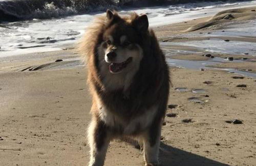 Nina's Cottage - Southwold - Foto 29