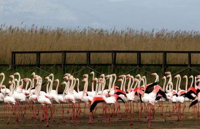 Kleinmond Panorama Holidays - Photo 34