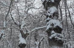 Baita La Stradella - Foto 35