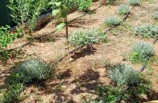 Agrilia - Foto 46