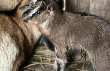 Domaine de Montfort - Foto 62