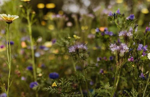 Waldrandzauber - Foto 28