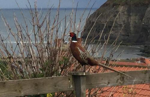 The Cottage, High Street Staithes - Foto 31