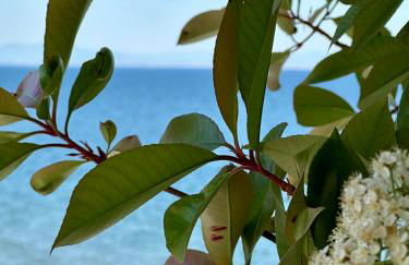 Filoxenia Paralia - Foto 50