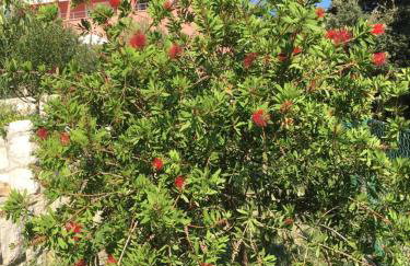 Villa Matovica - Photo 7