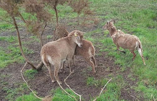 The Wee Bothy at Larchwood Croft - Photo 16