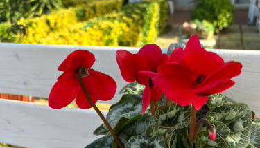Demetra Apartment Sperlonga - Foto 4, Garden, Garden view