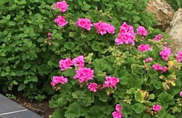 Gites du Manoir - Foto 15