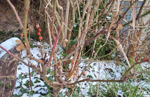 Haus an der Stadtmauer - Photo 22