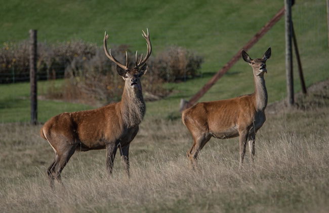 Holiday Home in Cetturu With Sauna - Photo 43