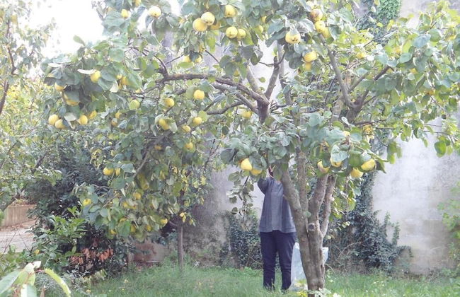 Vacation House Dunja - Foto 23