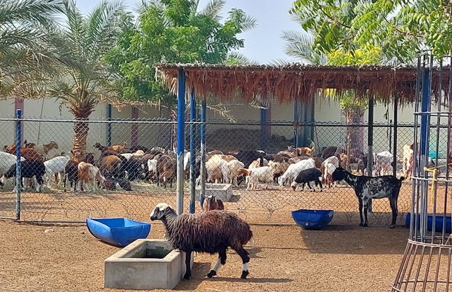 Asahalah Farm Villas - Photo 40