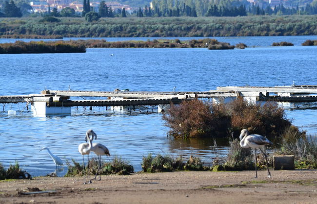 Villaggio Porto Corallo - Foto 38