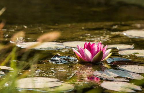 L'ancien poulailler- The Old Hen House - Foto 18