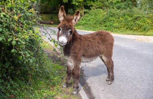 Burley Mews - Photo 45
