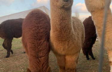 Agriturismo il Podere Vedelago con San Bernardo, Alpaca e una Pentola di cose da scoprire - Foto 16