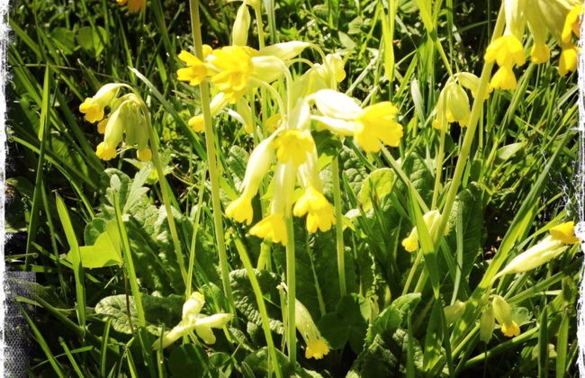 Rothenbach - Foto 28