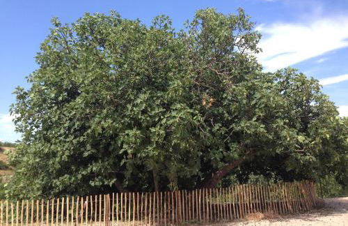 Sotto il pergolato di glicine - Foto 13