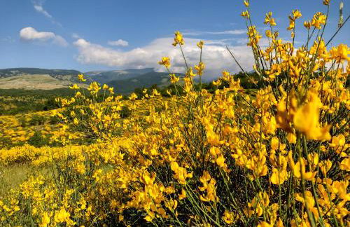 Il Canto degli Uccelli - Foto 25