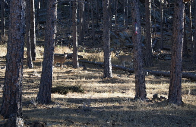 Elk Haven Vacation Cabins - Foto 35