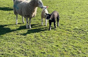 Coed Bach, Nr Rhosneigr, Anglesey (Pet Friendly) - Foto 22