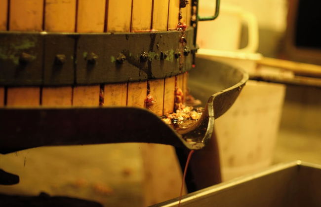 Fattoria Gambaro di Petrognano - Foto 70