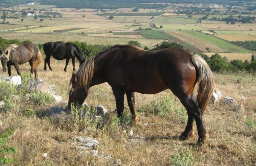 Masseria Torricella - Foto 82