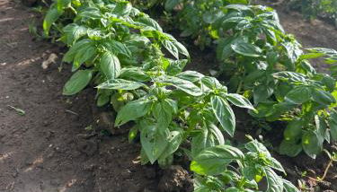 Family Farm Soc. Agr. a r.l. - Foto 4