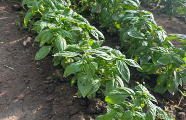 Family Farm Soc. Agr. a r.l. - Foto 4