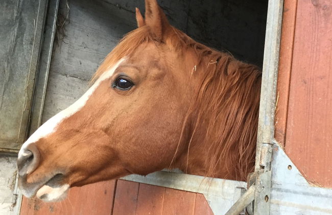 Agriturismo Chevres a Cheval - Foto 68