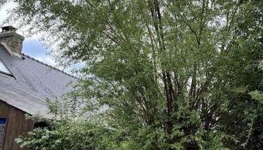 Charmant Penty Breton, entre terre et mer, Tregunc - Foto 5