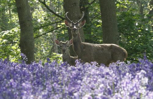 Harewood Estate Cottages - Foto 80