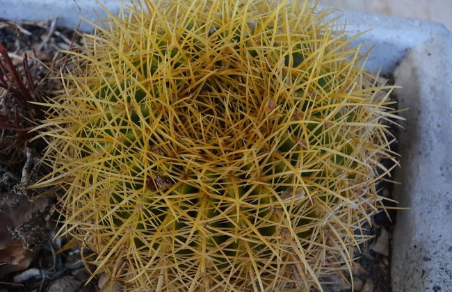 Gecko Cottages - Foto 18