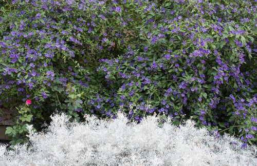 Rocca dei Saraceni - Foto 57