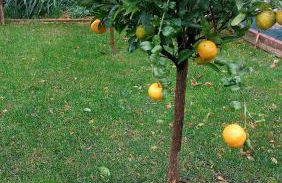 Agrumeto Costa dei Trabocchi - Foto 12