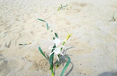 Regina Del Mare Holiday Apartments - Foto 49