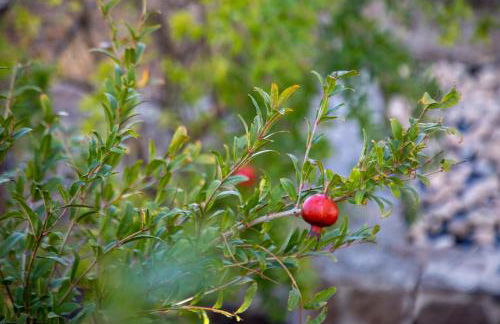 Vista Mare Aegina - Foto 63