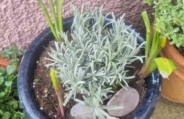 West View Cottage in Seaside Village of Allonby Cumbria - Foto 11