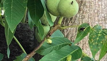 Walnusshof Bad Salzungen - Foto 3