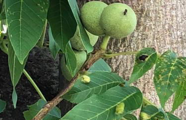 Walnusshof Bad Salzungen - Foto 3