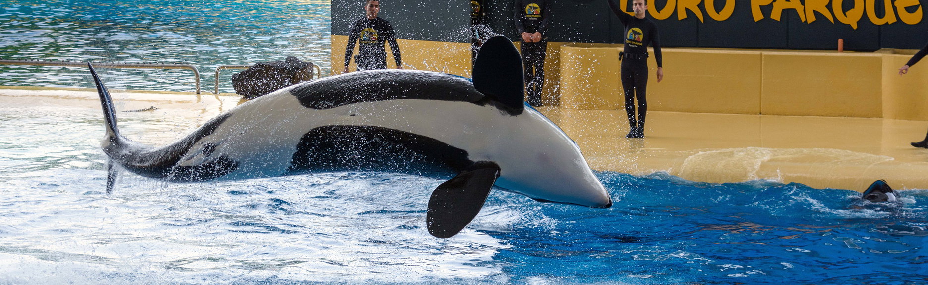 Loro Parque Day Trip - Photo 1, Loro Parque Day Trip