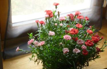 la Metairie - Foto 17