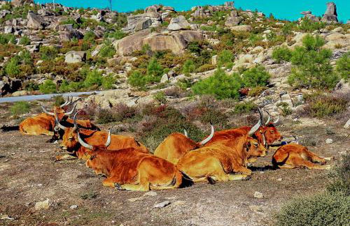 Refúgio do Vidoeiro - Foto 15