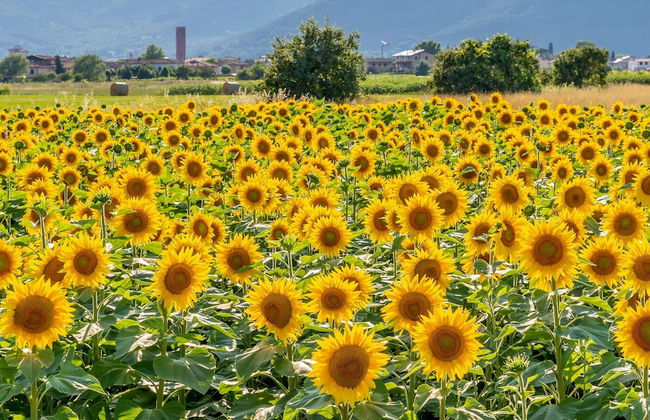 Tenuta Santa Colomba - Foto 53