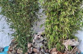 CASA CUEVA EL OLIVO - Foto 18