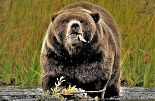 Riverfront Cabin Rental with All Meals Included inside Katmai National Park on the Alagnak Wild River, Alaska - Foto 7