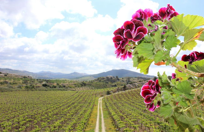 Agriturismo La Casa di Bacco - Foto 24