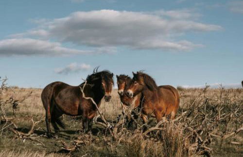 Cosy Devon Hut Woodland Views - Photo 25